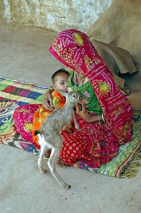indian women breastfeeding deer|Bishnoi woman breastfeeds baby deer in Jodhpur in heartwarming pic.